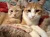 Archibald - Photo 4