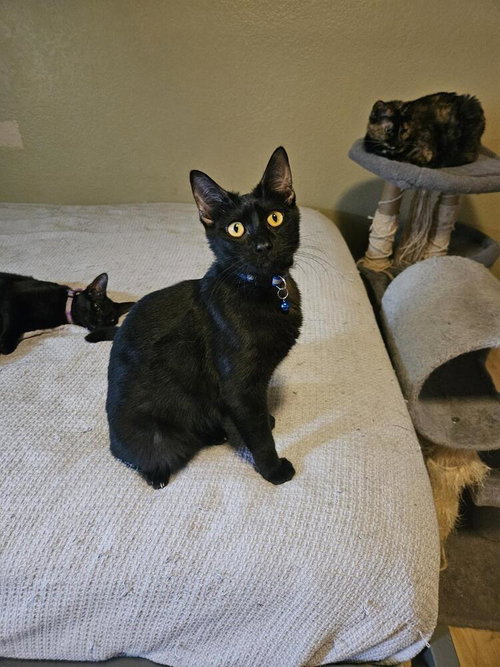 TOMMY - Domestic Short Hair / Domestic Short Hair available for adoption