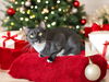 adoptable Cat in dallas, TX named Benedict Bridgerton