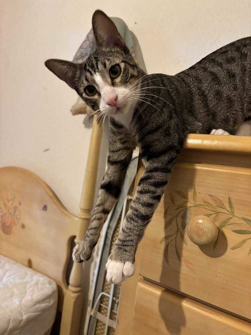 TYRIAN - Domestic Short Hair / Domestic Short Hair available for adoption