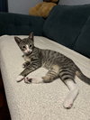 Tyrian - Photo 3