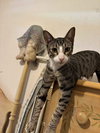 Tyrian - Photo 4