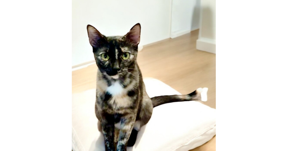 adoptable Cat in Dallas, TX named Queen Elizabeth