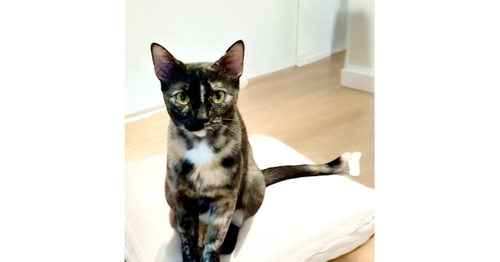 QUEEN ELIZABETH - Calico / Domestic Short Hair available for adoption