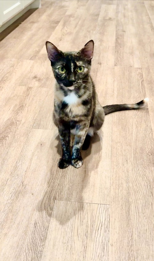 QUEEN ELIZABETH - Calico / Domestic Short Hair available for adoption