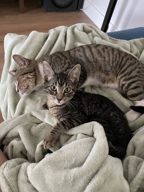 MILKY WAY - Domestic Short Hair / Domestic Short Hair available for adoption