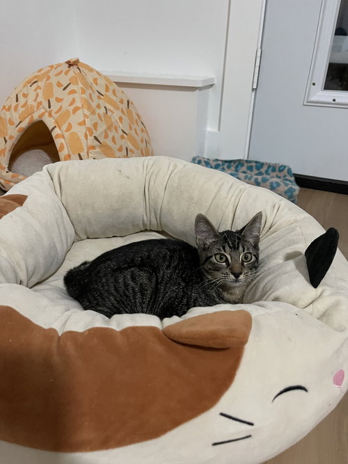 MILKY WAY - Domestic Short Hair / Domestic Short Hair available for adoption