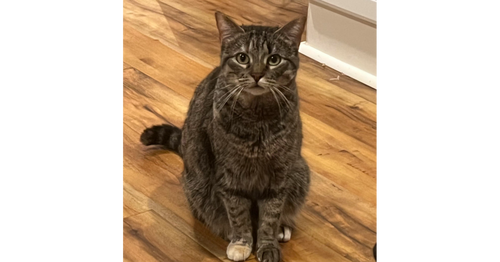 Hannah Solo, a cat for adoption from A Voice for All Paws, Inc.