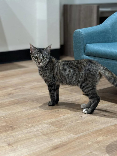 HANNAH SOLO - Domestic Short Hair / Domestic Short Hair available for adoption