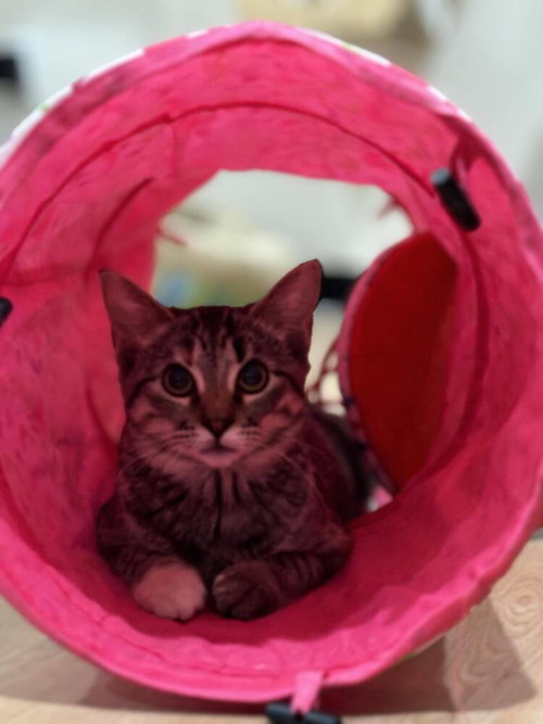 HANNAH SOLO - Domestic Short Hair / Domestic Short Hair available for adoption