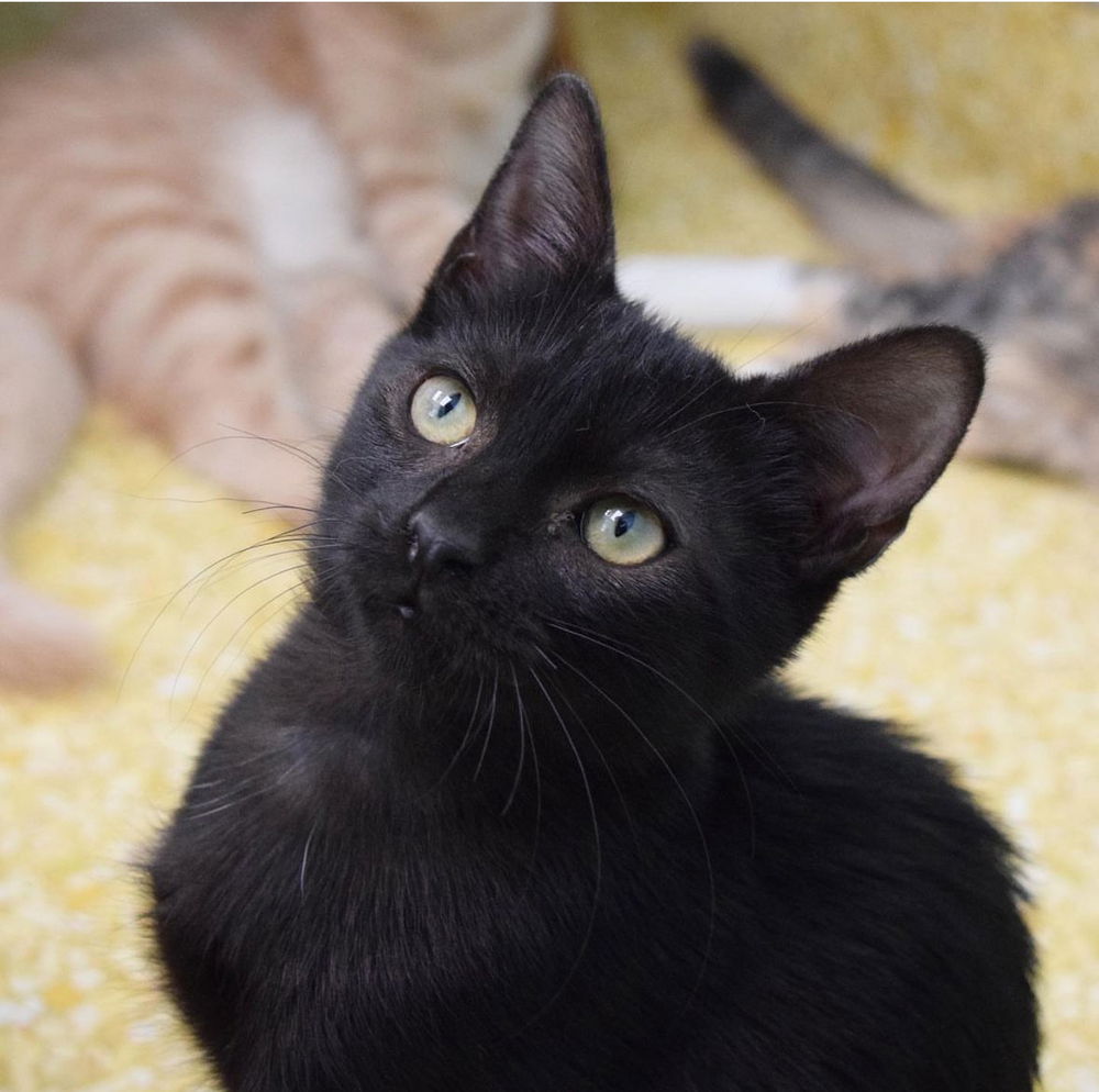 adoptable Cat in Dallas, TX named Cinder