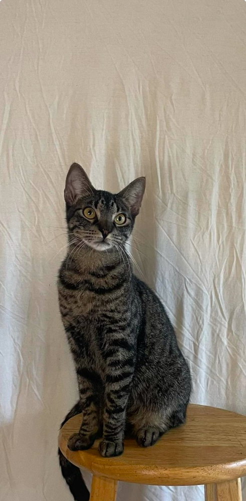 MAX - Domestic Short Hair / Domestic Short Hair available for adoption