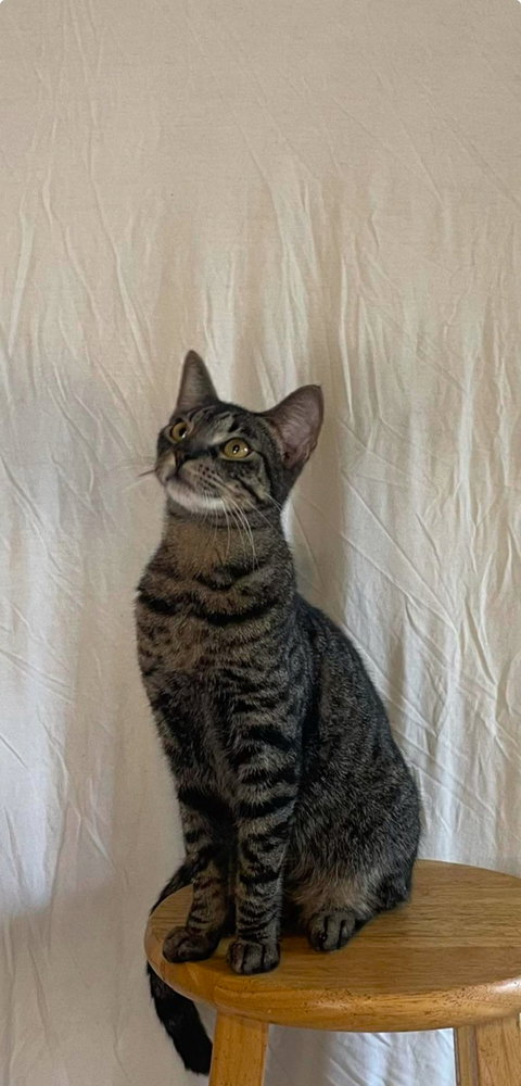 MAX - Domestic Short Hair / Domestic Short Hair available for adoption