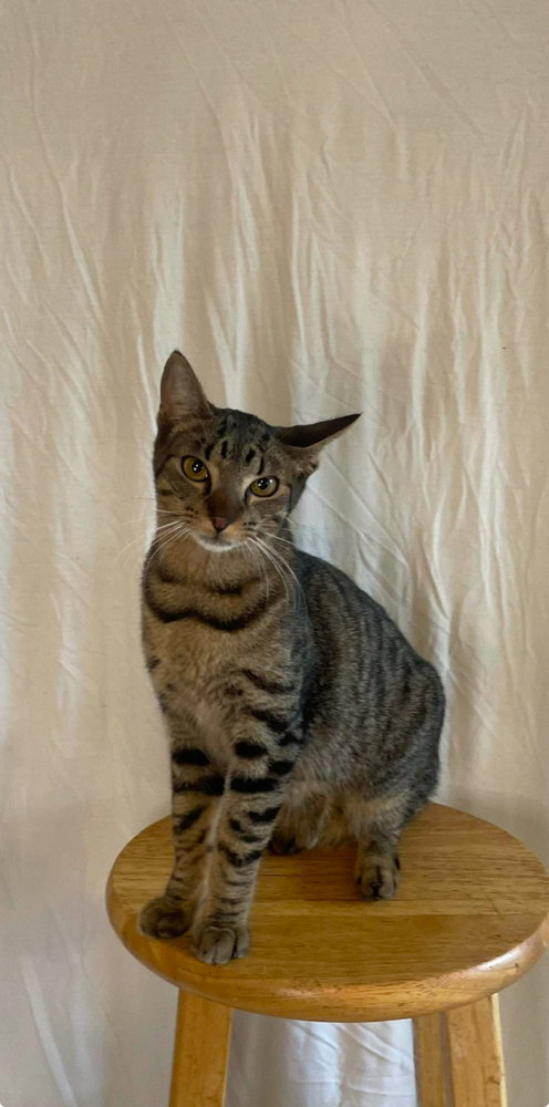 HEMMEL - Domestic Short Hair / Domestic Short Hair available for adoption