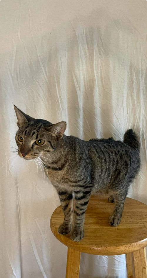 HEMMEL - Domestic Short Hair / Domestic Short Hair available for adoption
