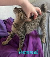 Hemmel - Photo 4