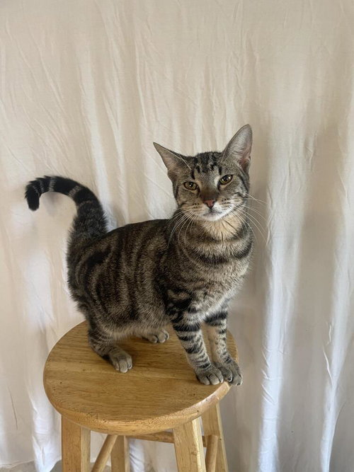 KIT - Domestic Short Hair / Domestic Short Hair available for adoption