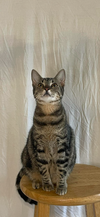 Kit - Photo 3