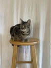 Kit - Photo 4