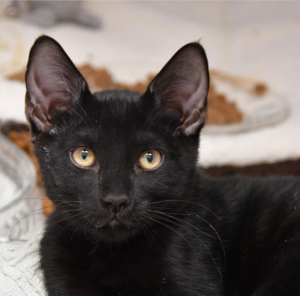 adoptable Cat in Dallas, TX named Sammy Tharp