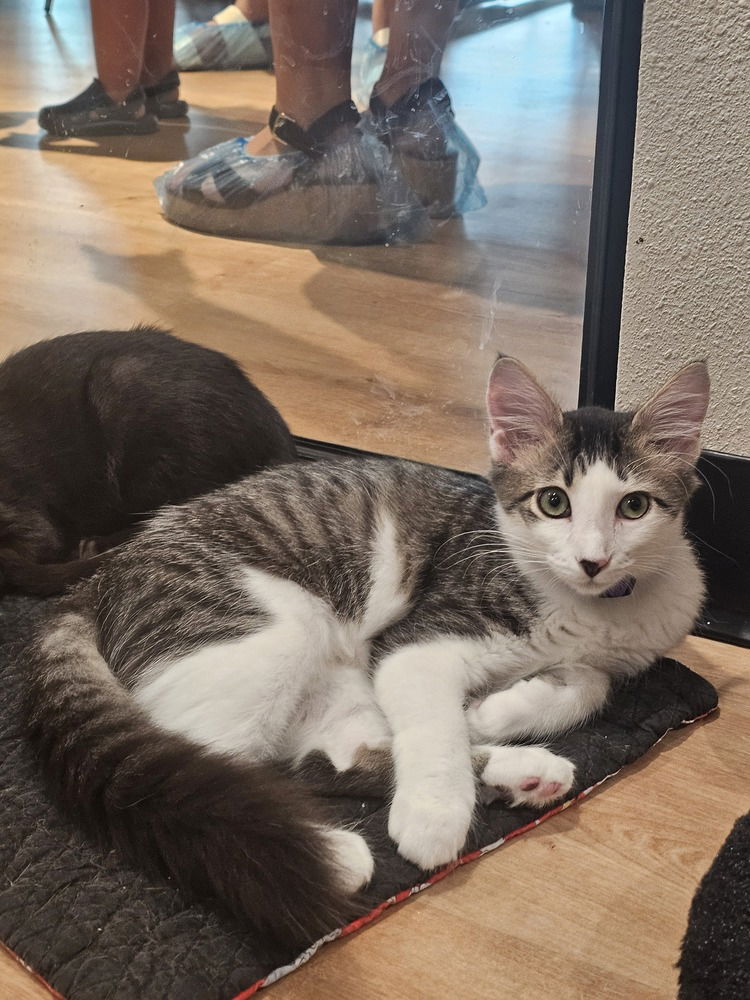 adoptable Cat in Dallas, TX named Rey