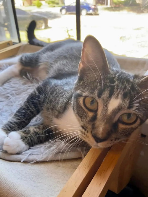 SKYE SOLIS - Domestic Short Hair / Domestic Short Hair available for adoption