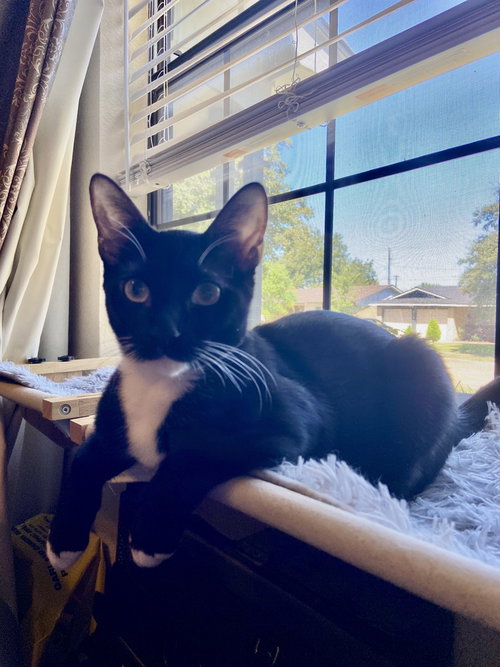TIPPY SOLIS - Domestic Short Hair / Domestic Short Hair available for adoption