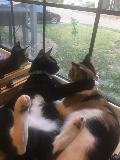 TIPPY SOLIS - Domestic Short Hair / Domestic Short Hair available for adoption