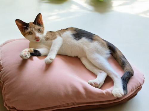 CALLIE SOLIS - Domestic Short Hair / Calico available for adoption
