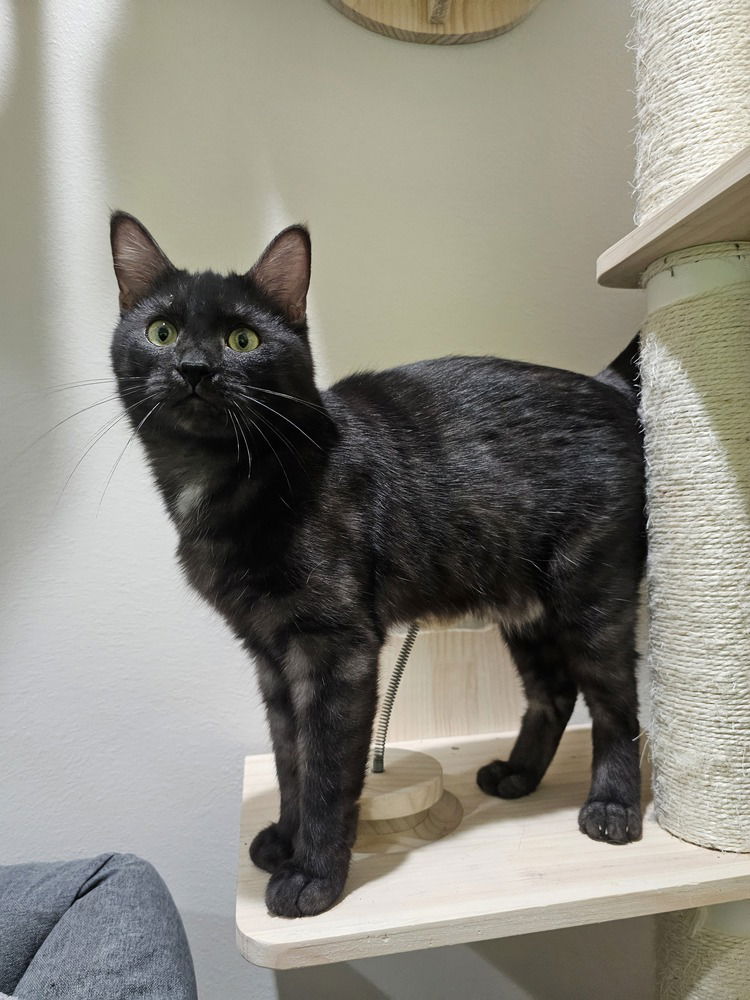 adoptable Cat in Dallas, TX named Nubs