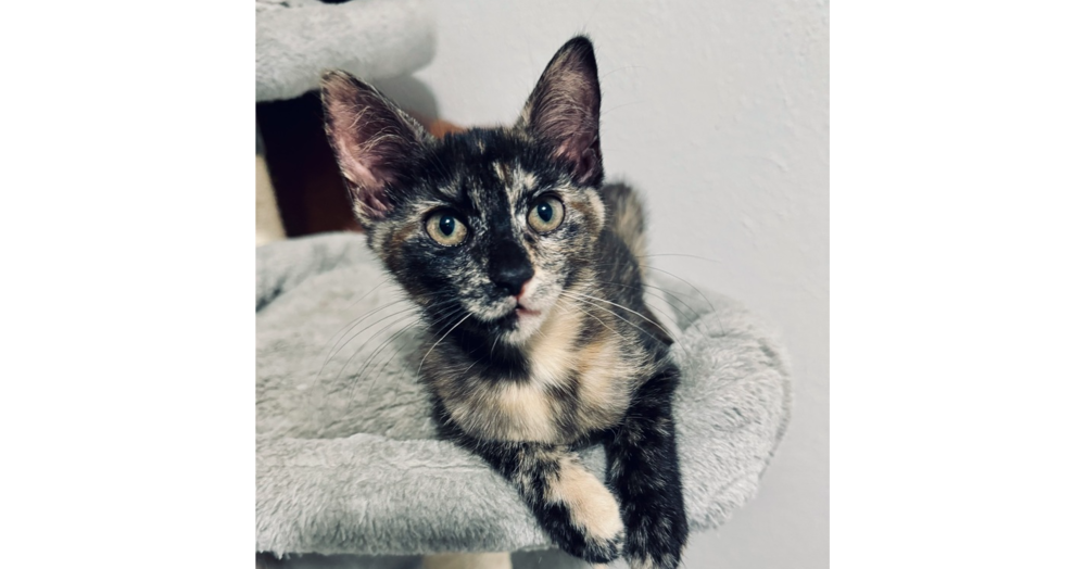 adoptable Cat in Dallas, TX named Violet