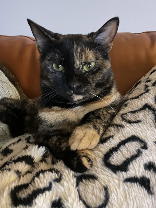 LEISL - Domestic Short Hair / Domestic Short Hair available for adoption