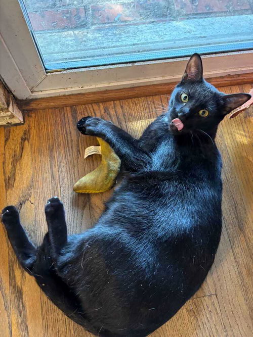 LANNISTER - Domestic Short Hair / Domestic Short Hair available for adoption