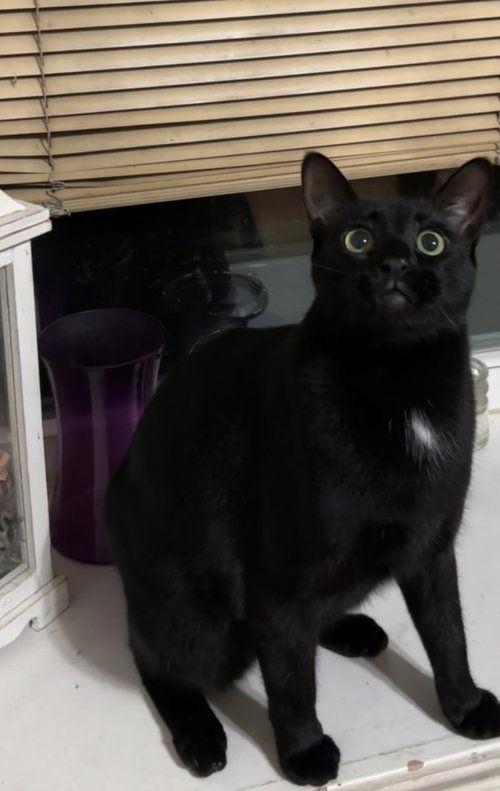 LANNISTER - Domestic Short Hair / Domestic Short Hair available for adoption
