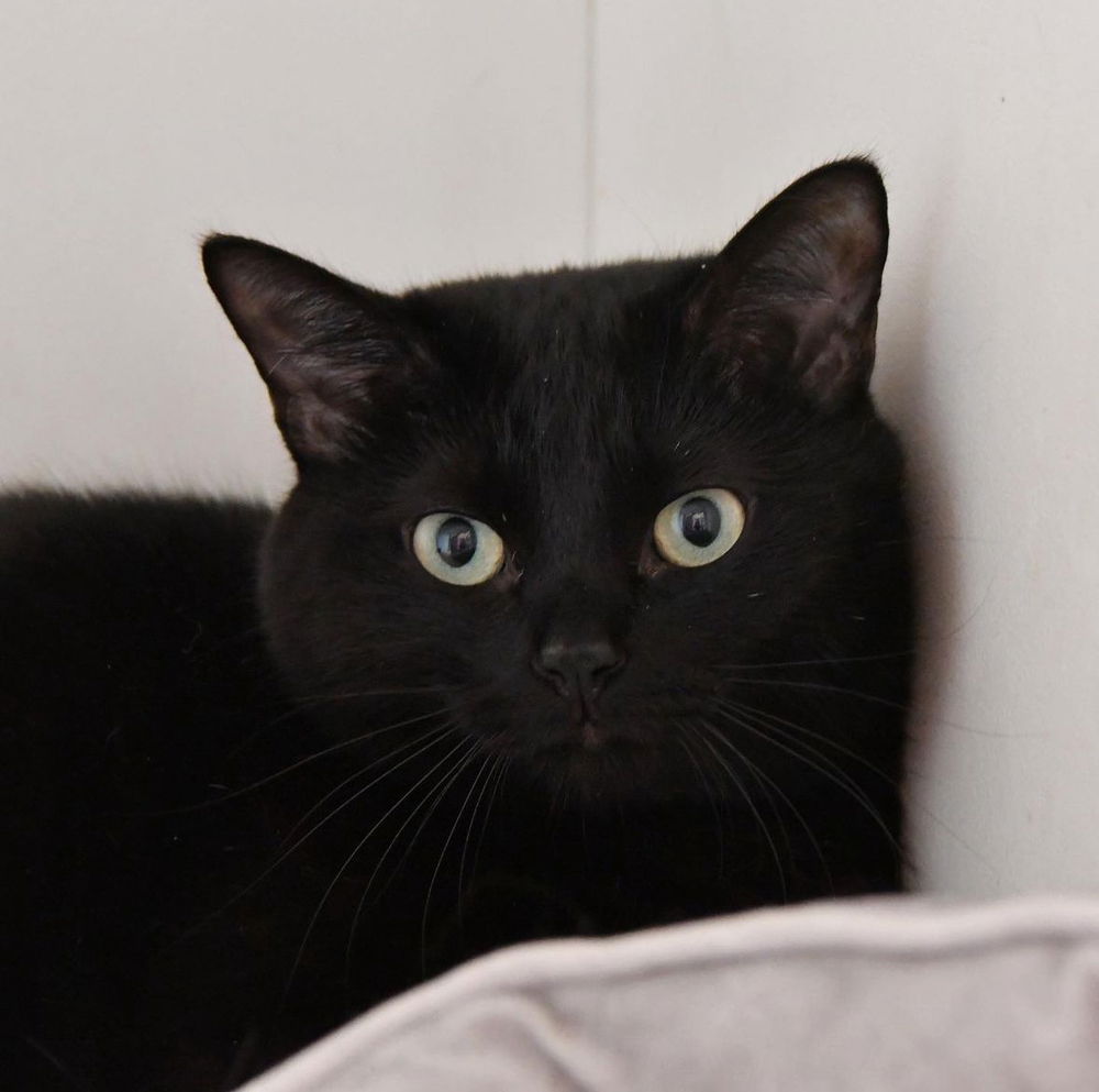 adoptable Cat in Dallas, TX named Kiki