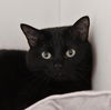adoptable Cat in  named Kiki