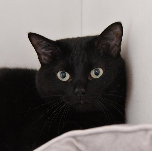 KIKI - Domestic Short Hair / Domestic Short Hair available for adoption