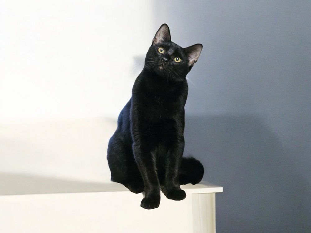 adoptable Cat in Dallas, TX named Frijole