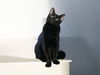 adoptable Cat in  named Frijole