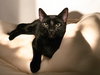 Frijole - Photo 2