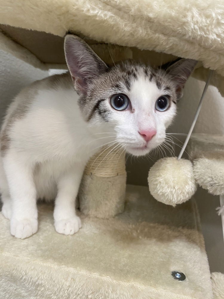 adoptable Cat in Dallas, TX named Snowcap