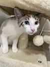 adoptable Cat in  named Snowcap