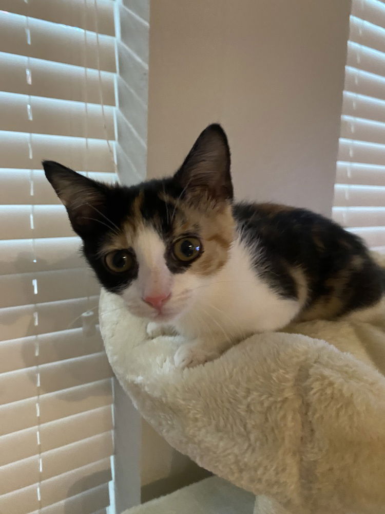 adoptable Cat in Dallas, TX named Calico (Callie)