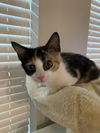 adoptable Cat in  named Calico (Callie)