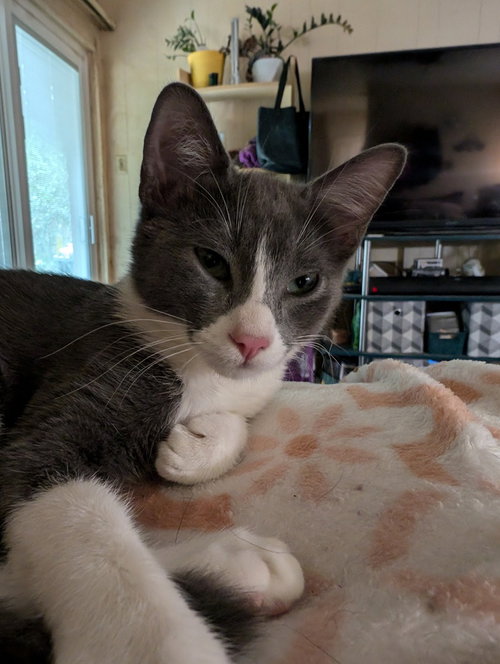 HICKS - Domestic Short Hair / Domestic Short Hair available for adoption