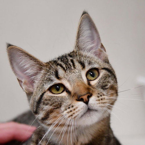 BISHOP - Domestic Short Hair / Domestic Short Hair available for adoption