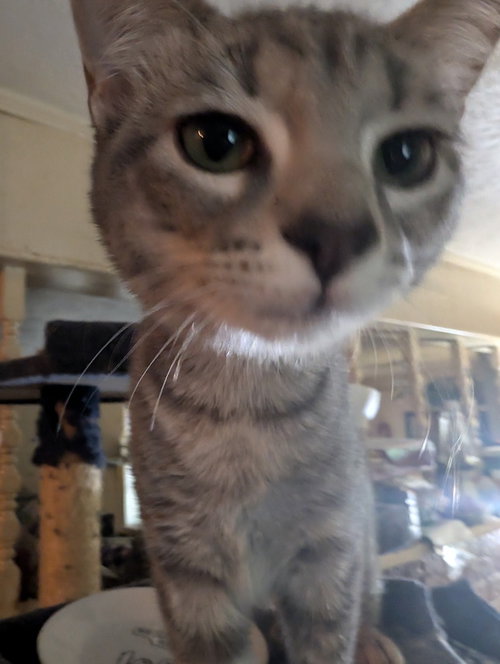BISHOP - Domestic Short Hair / Domestic Short Hair available for adoption