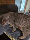 Bishop - Photo 4