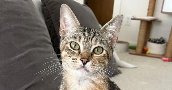 Shortbread - Domestic Short Hair