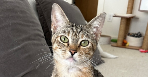 Shortbread, an adoptable Domestic Short Hair in Dallas, TX